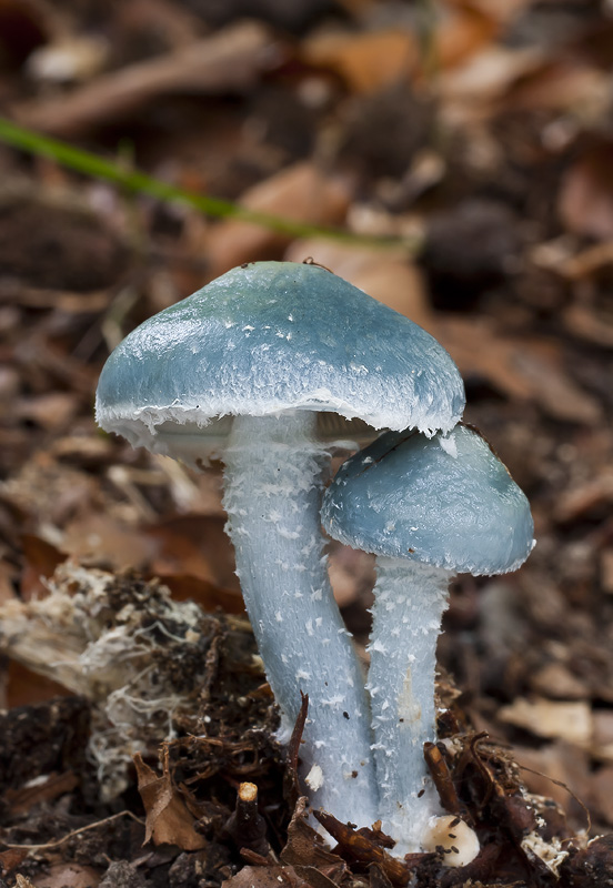 Stropharia caerulea